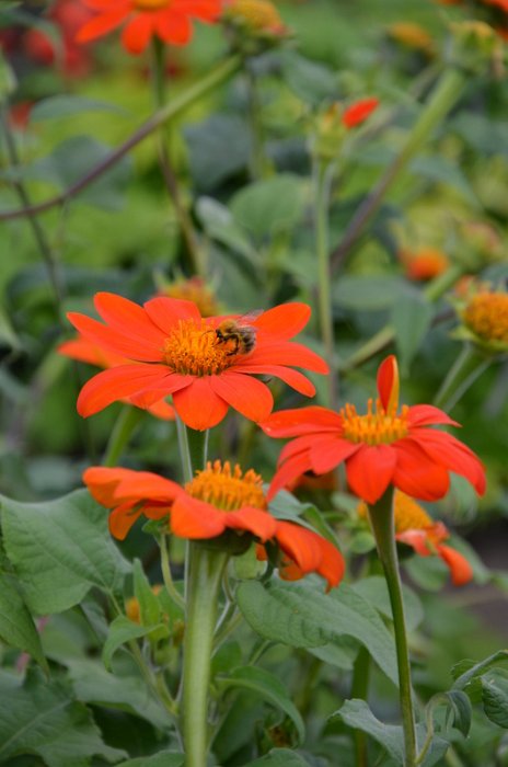Tithonia rotundifolia 'Torch' (2)
